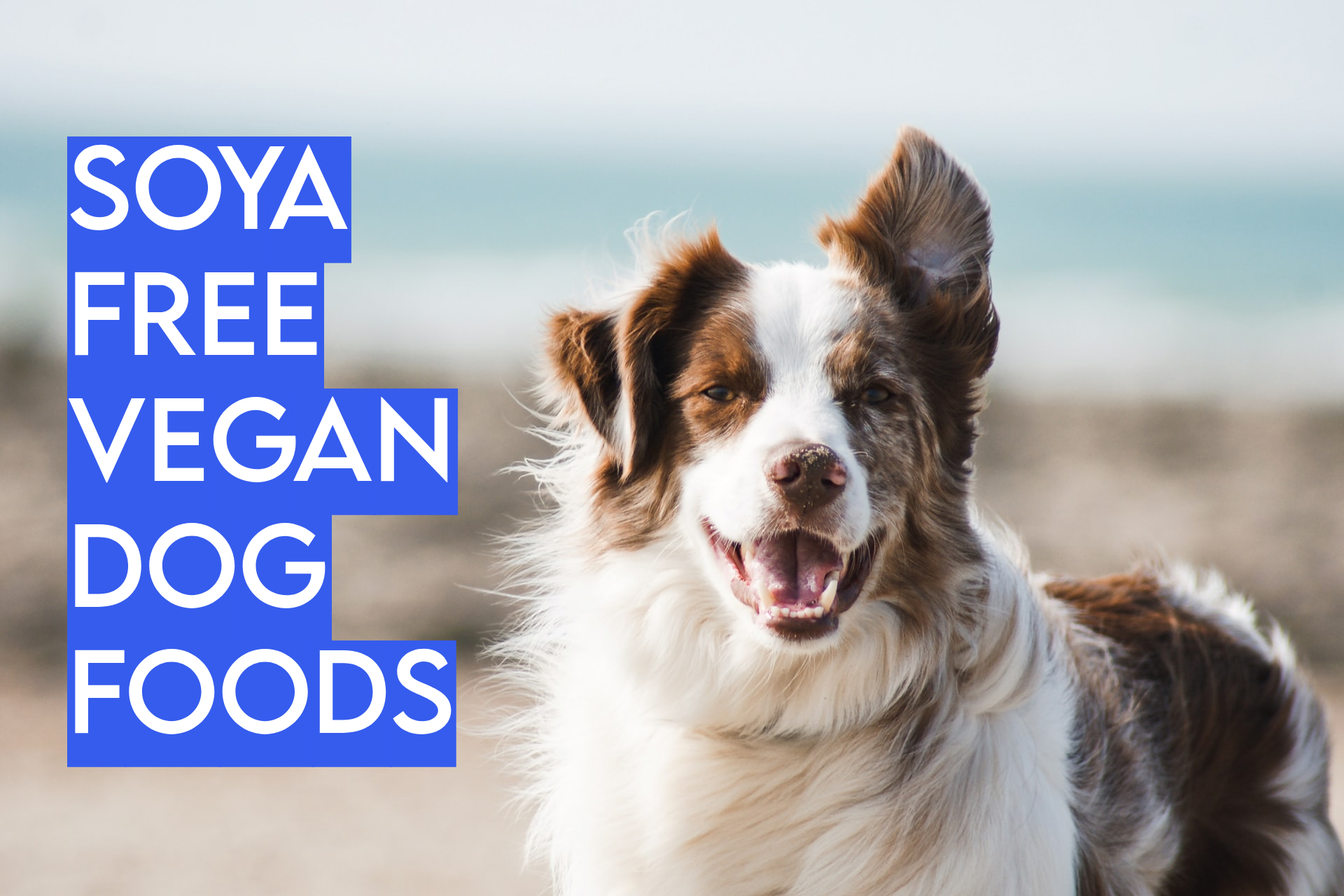 soya free vegan dog foods